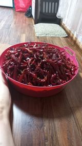 팜모닝 고추·영농일지 게시글 이미지