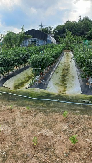 자두21501님의 고추 · 영농일지 작성글 사진