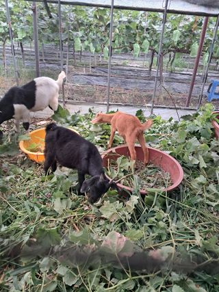 꿈속의농원님의 자유주제 · 자유게시판 작성글 사진