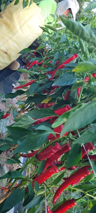 영덕 축산 김일규님의 고추 · 영농일지 작성글 사진