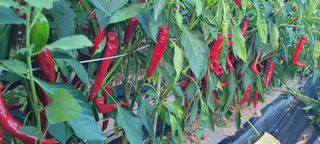 영덕 축산 김일규님의 고추 · 영농일지 작성글 사진