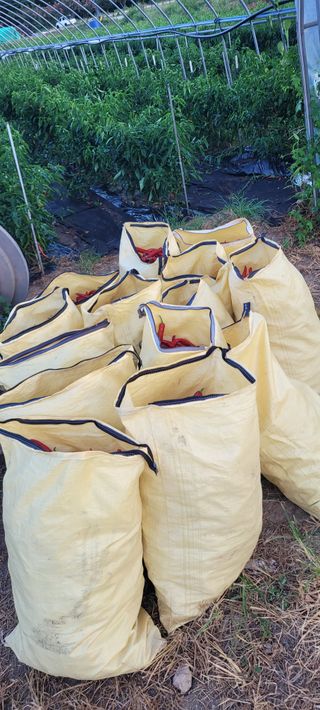 영덕 축산 김일규님의 고추 · 영농일지 작성글 사진