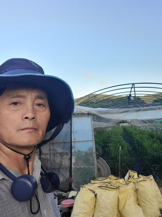 영덕 축산 김일규님의 고추 · 영농일지 작성글 사진