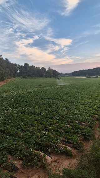김동수님의 고구마 · 자유게시판 작성글 사진