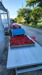 팜모닝 고추·영농일지 게시글 이미지