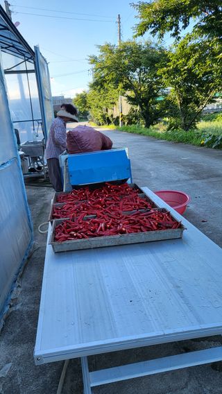 하태묵님의 고추 · 영농일지 작성글 사진