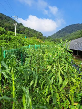 정자형님의 배추 · 토양준비 작성글 사진