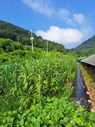 정자형님의 배추 · 토양준비 작성글 사진
