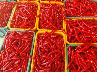 김정태님의 고추 · 영농일지 작성글 사진