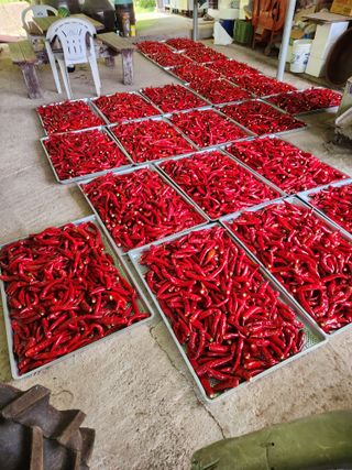 호산님의 고추 · 영농일지 작성글 사진