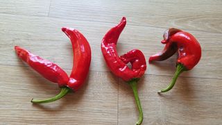 0104436291님의 고추 · 영농일지 작성글 사진