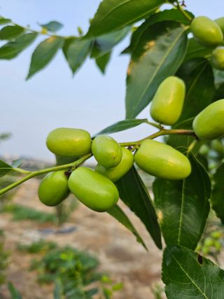 효원농원님의 자유주제 · 자유게시판 작성글 사진
