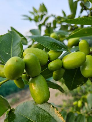 효원농원님의 자유주제 · 자유게시판 작성글 사진