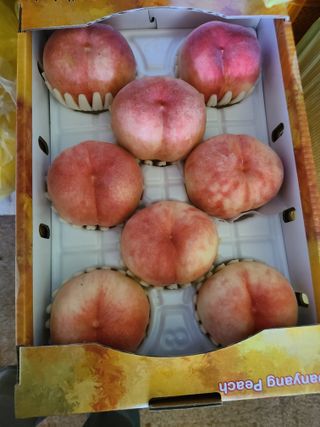 박창수님의 복숭아 · 영농일지 작성글 사진