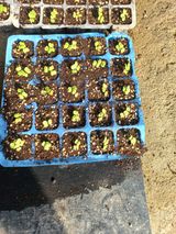 팜모닝 배추·영농일지 게시글 이미지