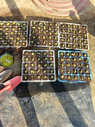 중딩농부정성엽님의 배추 · 영농일지 작성글 사진