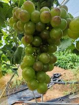 팜모닝 자유주제·자유게시판 게시글 이미지