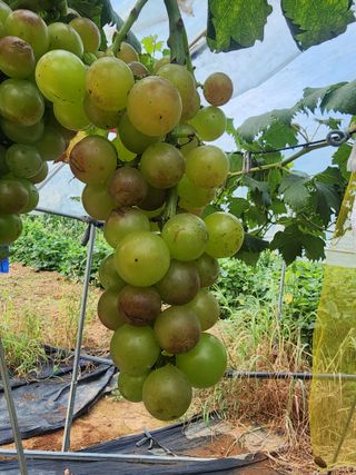 양금님의 자유주제 · 자유게시판 작성글 사진