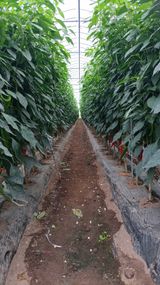 팜모닝 고추·영농일지 게시글 이미지