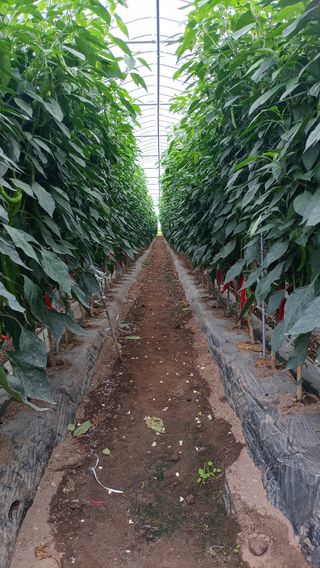 성정동님의 고추 · 영농일지 작성글 사진