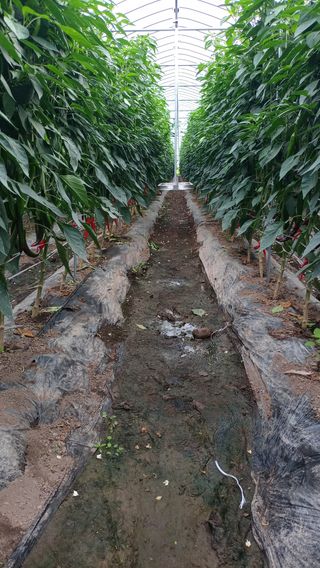 성정동님의 고추 · 영농일지 작성글 사진