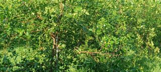 고풍마님님의 자유주제 · 자유게시판 작성글 사진