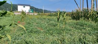 고풍마님님의 자유주제 · 자유게시판 작성글 사진