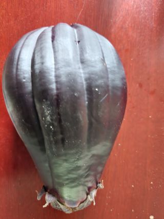텃밭입문님의 농사, 무엇이든 물어보세요! · 참여글 작성글 사진