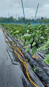 팜모닝 기타작물·영농일지 게시글 이미지