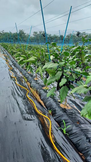 김득영님의 기타작물 · 영농일지 작성글 사진