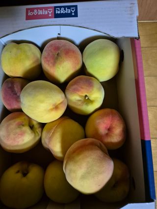 김종열님의 복숭아 · 영농일지 작성글 사진