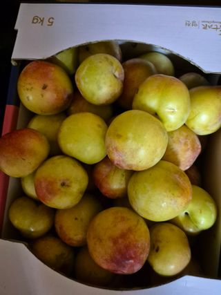 김종열님의 복숭아 · 영농일지 작성글 사진