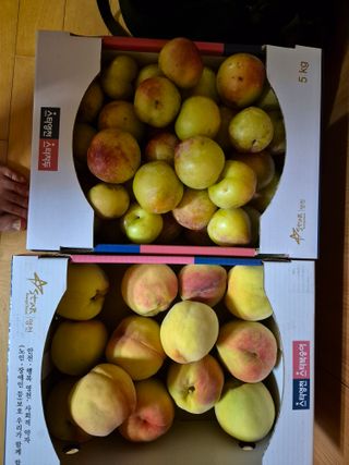 김종열님의 복숭아 · 영농일지 작성글 사진