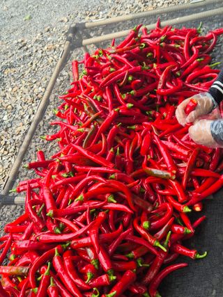 김종열님의 복숭아 · 영농일지 작성글 사진