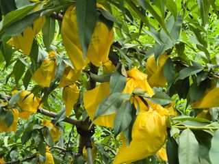 김종열님의 복숭아 · 영농일지 작성글 사진
