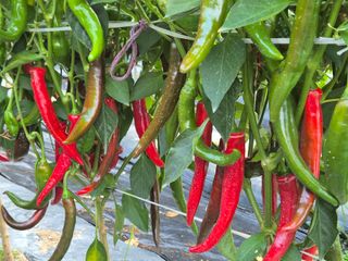 김종열님의 복숭아 · 영농일지 작성글 사진