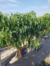 팜모닝 고추·병해충상담 게시글 이미지