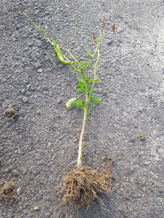 까망고무신님의 고추 · 병해충상담 작성글 사진