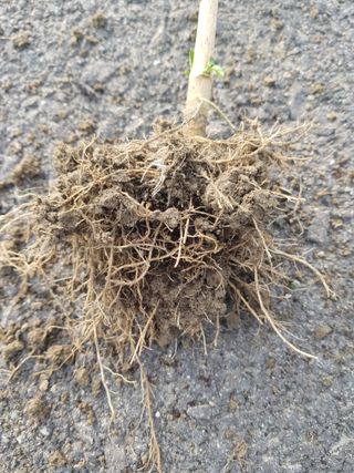 까망고무신님의 고추 · 병해충상담 작성글 사진