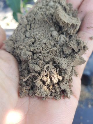 까망고무신님의 고추 · 병해충상담 작성글 사진