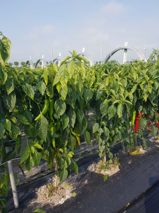 까망고무신님의 고추 · 병해충상담 작성글 사진