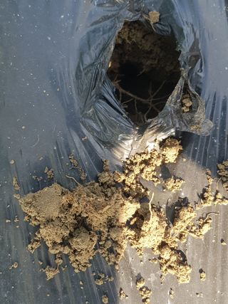 까망고무신님의 고추 · 병해충상담 작성글 사진