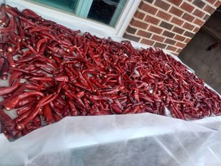 석장근님의 ☀️8월 농작업 계획 · 참여글 작성글 사진