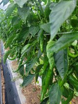 팜모닝 고추·영농일지 게시글 이미지