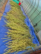 팜모닝 자유주제·자유게시판 게시글 이미지