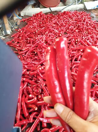 샤이니바다님의 고추 · 영농일지 작성글 사진