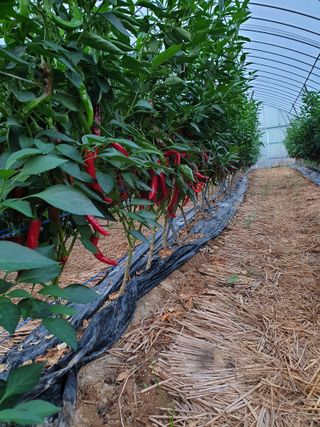 샤이니바다님의 고추 · 영농일지 작성글 사진