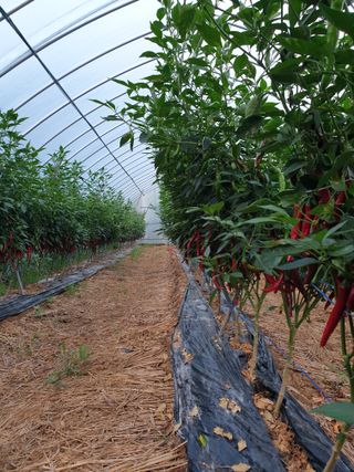 샤이니바다님의 고추 · 영농일지 작성글 사진