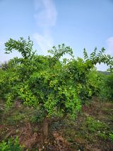 팜모닝 자유주제·자유게시판 게시글 이미지