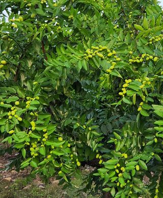 신평식님의 자유주제 · 자유게시판 작성글 사진